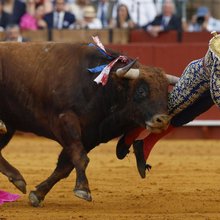 ταυρομαχία