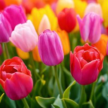 Οι τουλίπες προσφέρουν έντονα χρώματα στον κήπο σας