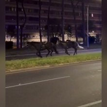 Πέντε τραυματίες και πρωτόγνωρες εικόνες στη Ρώμη -Σχεδόν τριάντα άλογα ανεξέλεγτα σε κεντρική λεωφόρο
