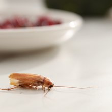 Η θερμοκρασία ανεβαίνει και οι κατσαρίδες κάνουν την εμφάνισή τους 