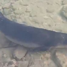 Η φώκια που εντοπίστηκε στη Σαλαμίνα