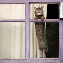 Οι γάτες προτιμούν να περνάνε την ώρα τους δίπλα σε παράθυρα 