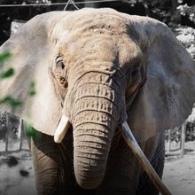 H Κάτκα ήταν η γηραιότερη ελεφαντίνα στην Ευρώπη
