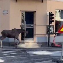 Αποπροσανατολισμένη άλκη στο κέντρο του Όσλο