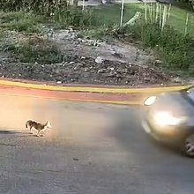 Το σκυλάκι λίγο πριν το παρασύρει και το σκοτώσει το ΙΧ