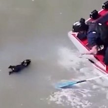 Μικρόσωμος σκύλος διασώζεται από τα θολά νερά του κόλπου του Σαν Φρανσκίσκο