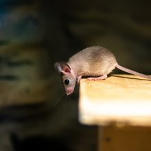 Τα ποντίκια εισβάλλουν στα σπίτια αναζητώντας νερό ή τροφή