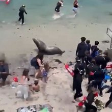 Θαλάσσια λιοντάρια έσπειραν τον πανικό σε παραλία της νότιας Καλιφόρνια