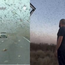 «Σύννεφο» από ακρίδες κάλυψε τον ουρανό πόλης της Ρωσίας -«Μοιάζει με μια από τις δέκα πληγές του Φαραώ» γράφουν [βίντεο]