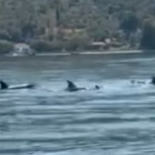 Εντυπωσιακές εικόνες από κοπάδι δελφινιών στα νερά του Παγασητικού -Δείτε βίντεο