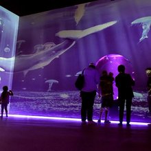 Jellyfish Museum, το ιδιωτικό μουσείο μεδουσών στο Πομπάνο Μπιτς της Φλόριντα, λίγο βόρεια του Φορτ Λόντερντεϊλ / JELLYFISH MUSEUM / INSTAGRAM