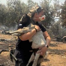Αστυνομικός σώζει κατσικάκι από την φωτιά στη Βοιωτία