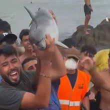 Θέουτα: Μετανάστες κατηγορούνται ότι σκότωσαν ένα μωρό δελφίνι και το σήκωσαν«σαν τρόπαιο»-Εντονες αντιδράσεις [βίντεο]