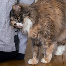 Ειδικός στη συμπεριφορά των ζώων: «Το αγαπημένο άτομο μιας γάτας είναι πάντα αυτό που σέβεται τα όριά της»