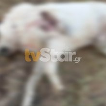 Αγνωστος πυροβόλησε και σκότωσε σκύλο στο Κάστρο - tvstar.gr