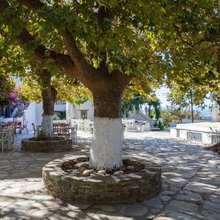Γιατί τόσα πολλά ελληνικά χωριά έχουν έναν πλάτανο στην πλατεία τους
