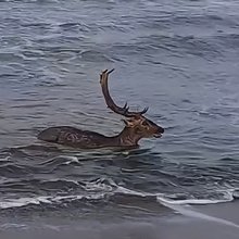 Βίντεο: Οι βουτιές ελαφιού σε θάλασσα της Λήμνου -Μοναδικές εικόνες