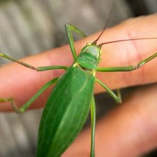 «Green buge»: Γιατί το TikTok έχει ενθουσιαστεί με τα πράσινα έντομα -Μια γλώσσα από emoji που έγινε viral