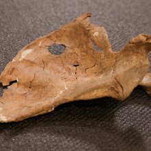 H αριστερή ωμοπλάτη του Shanidar