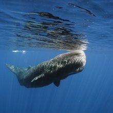 Μόμπι Ντικ: η επιστήμη δικαιώνει 200 χρόνια μετά τον συγγραφέα του βιβλίου -Το κεφάλι του φυσητήρα μπορεί να βυθίσει πλοία