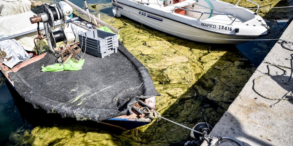 Πρέβεζα: Το λιμάνι γέμισε με πράσινη «γλίτσα» | ΕΛΛΑΔΑ | iefimerida.gr