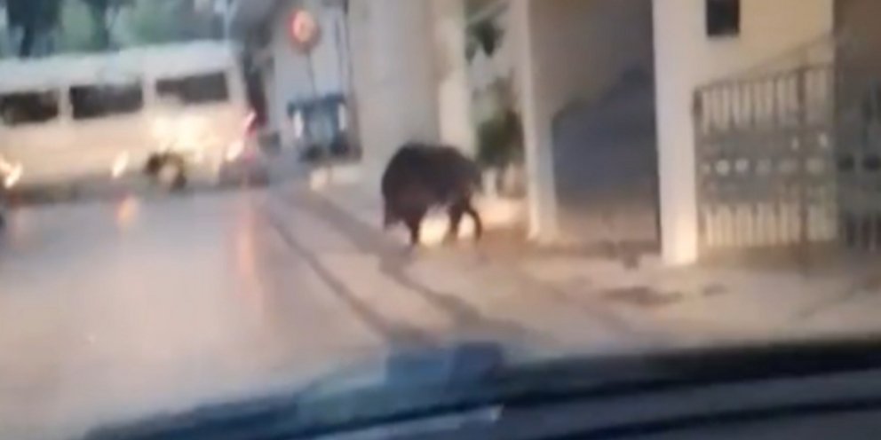 Αγριογούρουνο εθεάθη να περπατά στο κέντρο του Περιστερίου