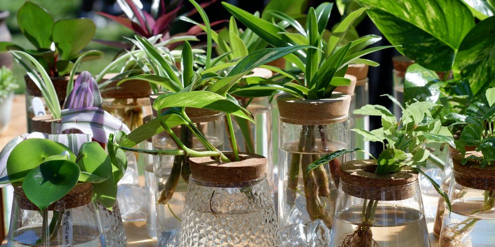 Φυτά σε νερό