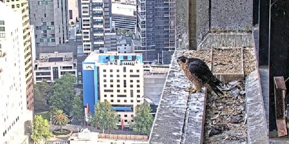 «Nestflix»: Το ριάλιτι των γερακιών που έχει καθηλώσει την Αυστραλία