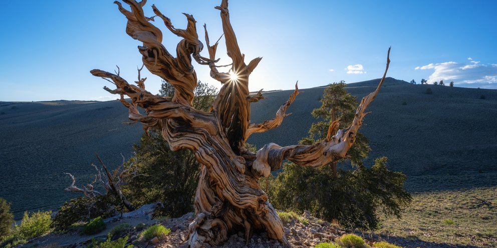 Υπεραιωνόβιο δέντρο τύπου Bristlecone στις ΗΠΑ 
