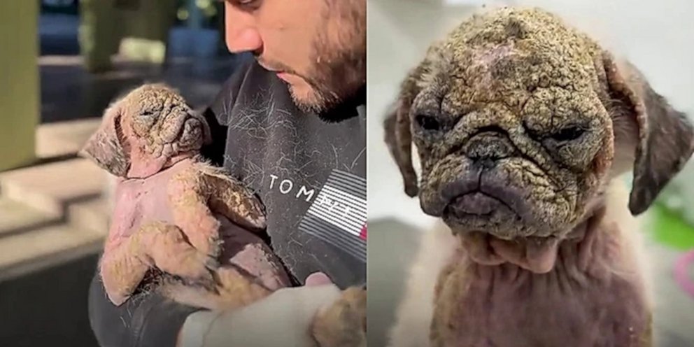 Σκυλάκι γεμάτο πληγές και ψώρα μεταμορφώθηκε χάρη στην αγάπη