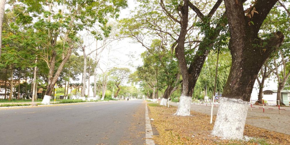 άσπρα δέντρα στους δρόμους