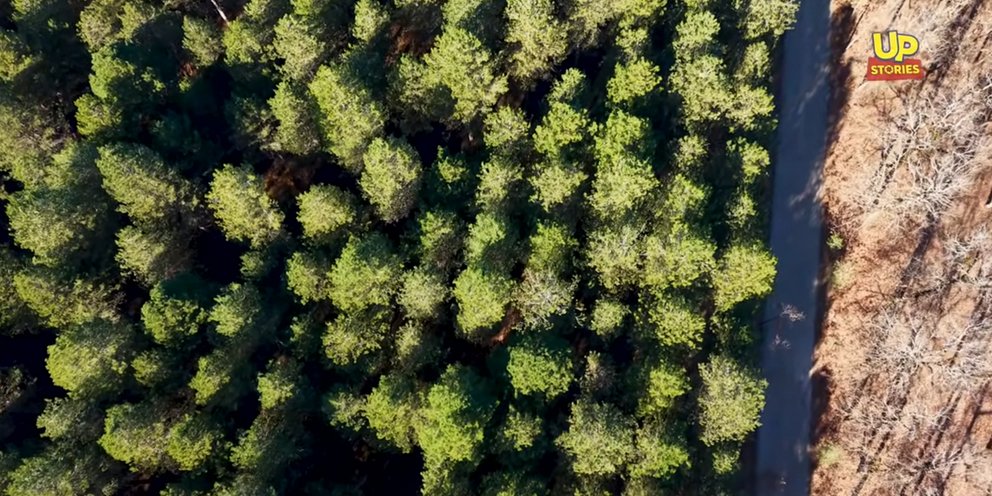Φολόη δάσος