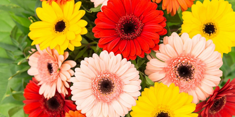 Ζέρμπερα, ενα εξαιρετικά όμορφο φυτό