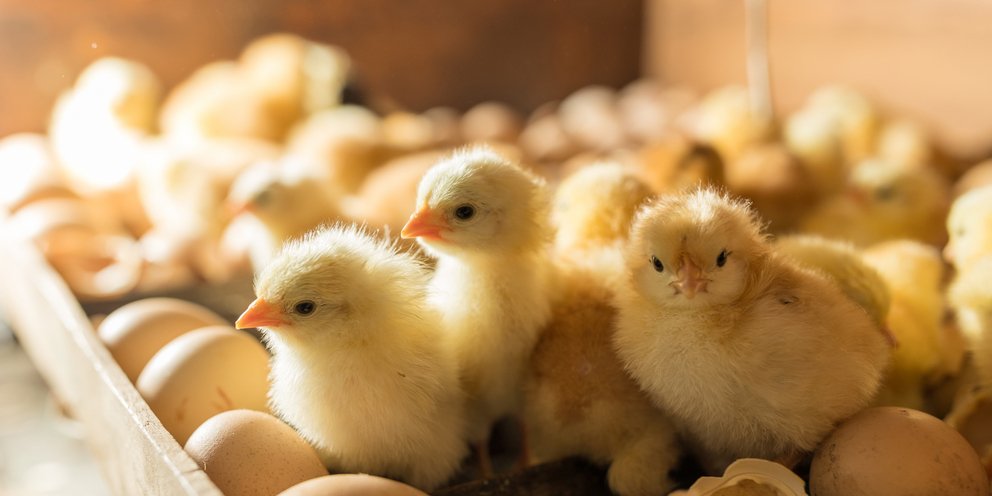 Ιταλίδα ερευνήτρια έλαβε 4.000.000 ευρώ από την Ευρωπαϊκή Ένωση για να απαντήσει στο ερώτημα «τι σκέφτονται τα κοτόπουλα»