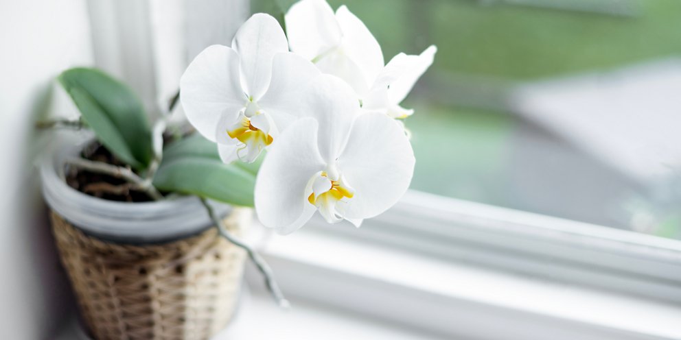 Γιατί αυτό το σημείο στο σπίτι είναι πραγματικά μαγικό για τις ορχιδέες σας;