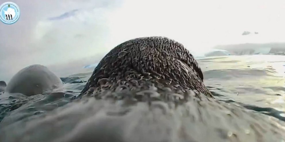 Πλάνα από κάμερα τοποθετημένη σε πιγκουίνο στην Ανταρκτική 
