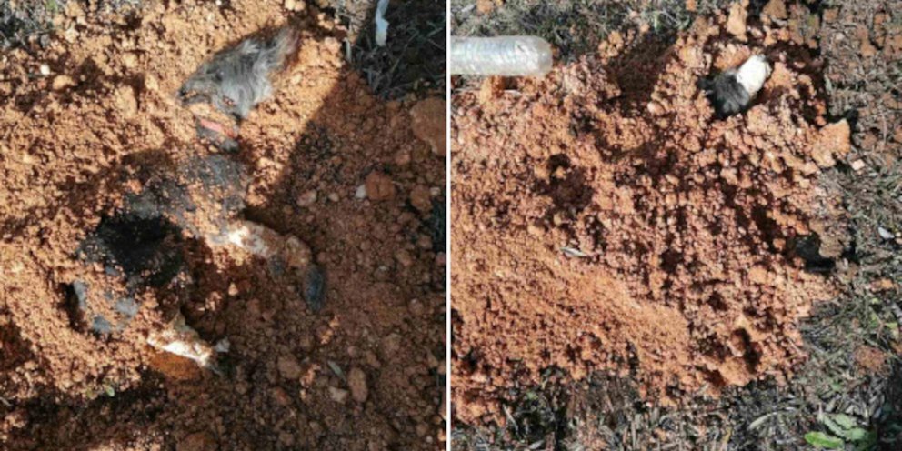 Εικόνες από το σημείο που βρέθηκε θαμμένο το σκυλί