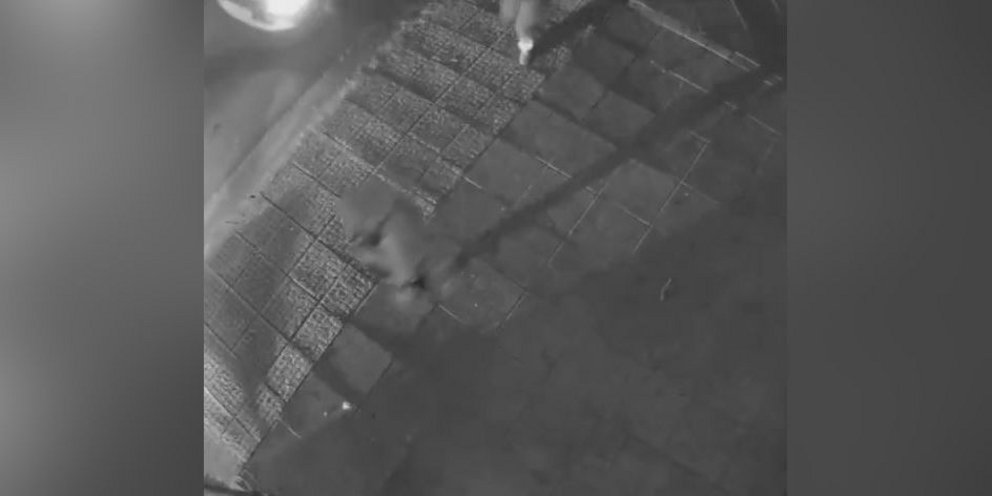 Η στιγμή της σύλληψης του γιου του Μιχάλη Κατρίνη