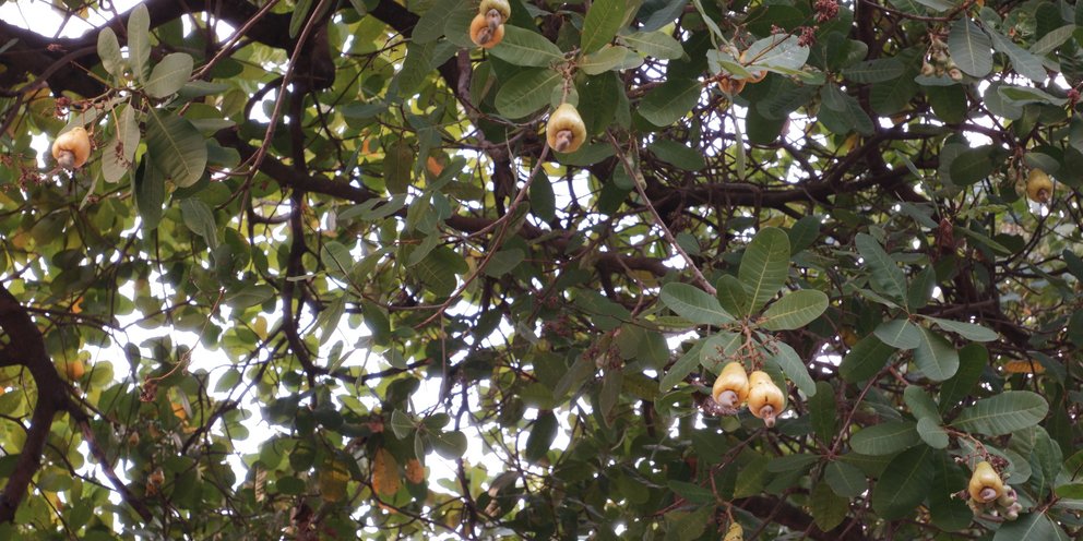 Μεγάλο δέντρο κάσιους