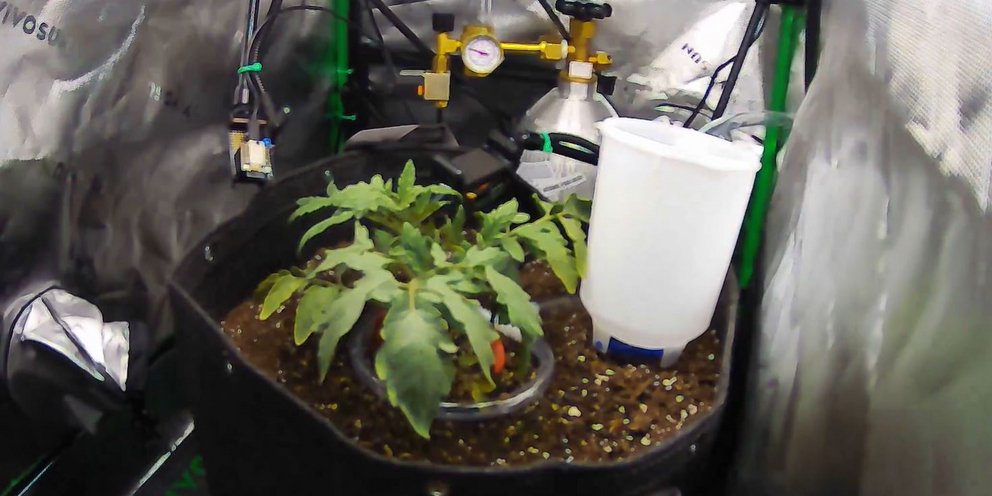 Φυτό τεχνητή νοημοσύνη