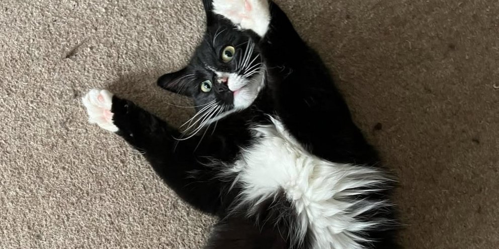 Ο απίθανος viral γάτος Novo