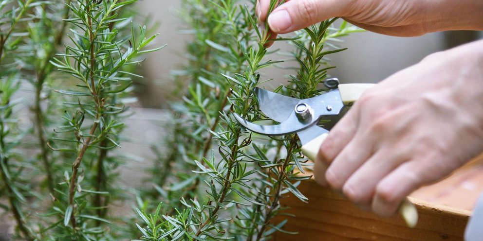 Συνδυάζει νευροπροστατευτικές, αγχολυτικές και αντιφλεγμονώδεις ιδιότητες, με ενδείξεις που φτάνουν μέχρι και την πιθανή προστασία από τη νόσο Αλτσχάιμερ / SHUTTERSTOCK