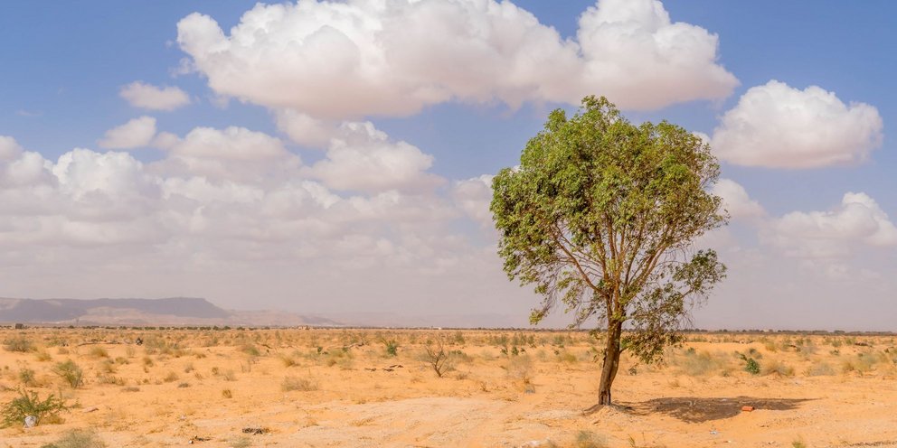 Δέντρο στην έρημο