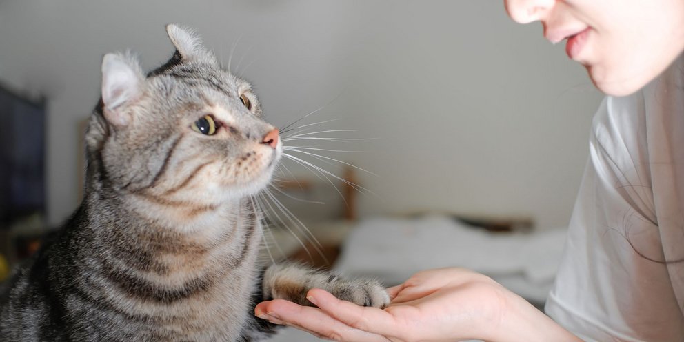 γάτα πατούσα