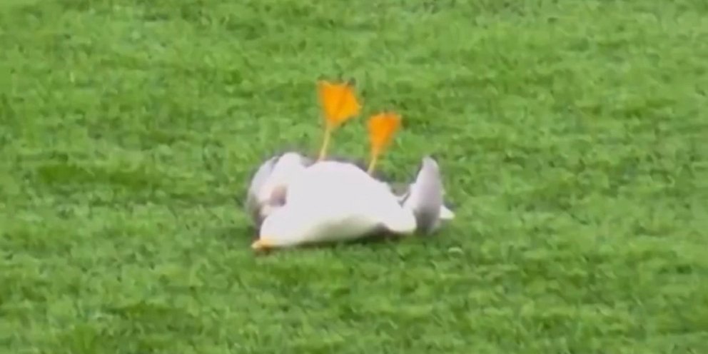 Ο γλάρος που χτυπήθηκε από βολέ τερματοφύλακα