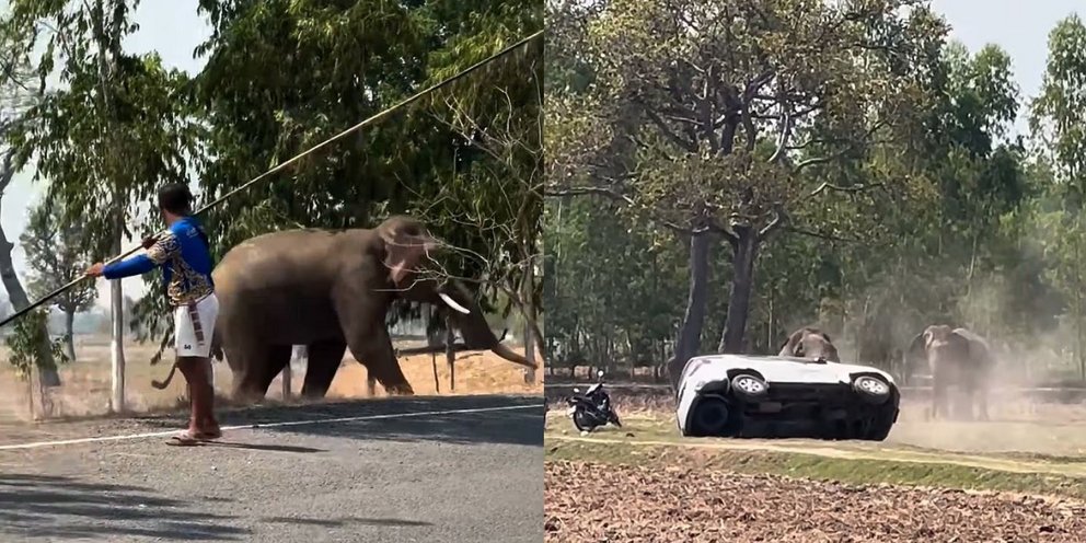 Ο ελέφαντας εξοργίστηκε όταν τον διέκοψαν την ώρα που ζευγάρωνε 