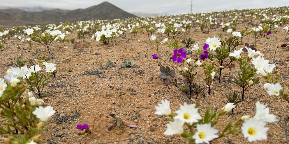 Η έρημος Ατακάμα, στη βόρεια Χιλή, παρουσιάζεται συχνά ως το πιο ξηρό μέρος του πλανήτη / SHUTTERSTOCK