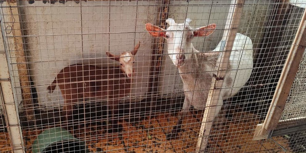 Υπό άθλιες συνθήκες εκτρέφονταν τα ζώα στον 16ο όροφο πολυκατοικίας στους Αμπελόκηπους