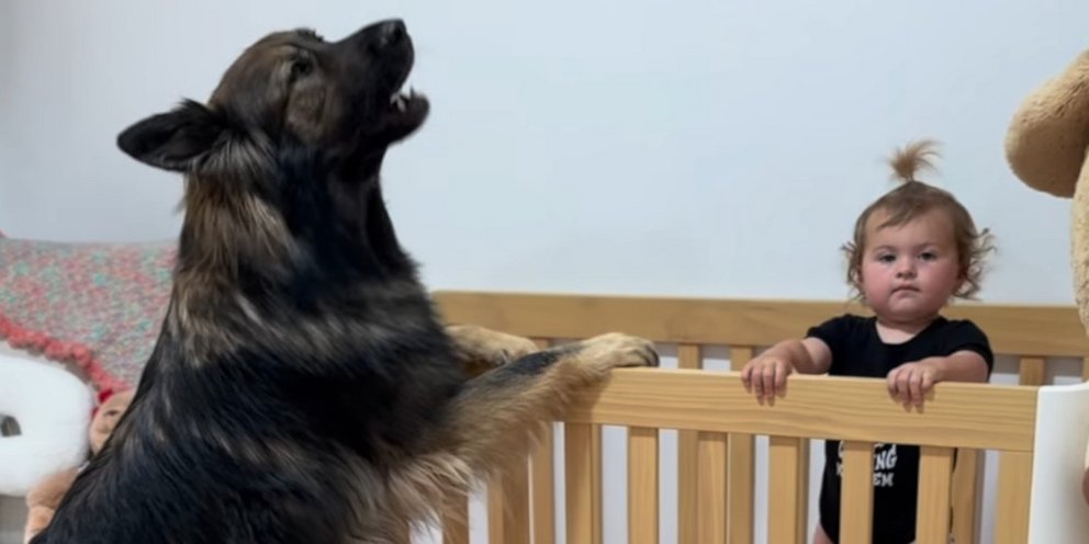 Γερμανικός Ποιμενικός και μωρό