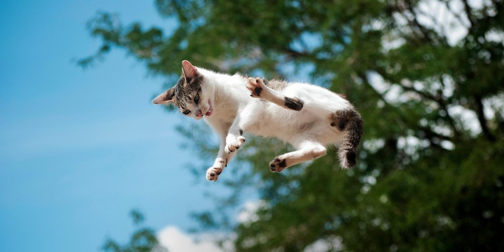 Oι γάτες προσγειώνονται πάντα στα πόδια τους